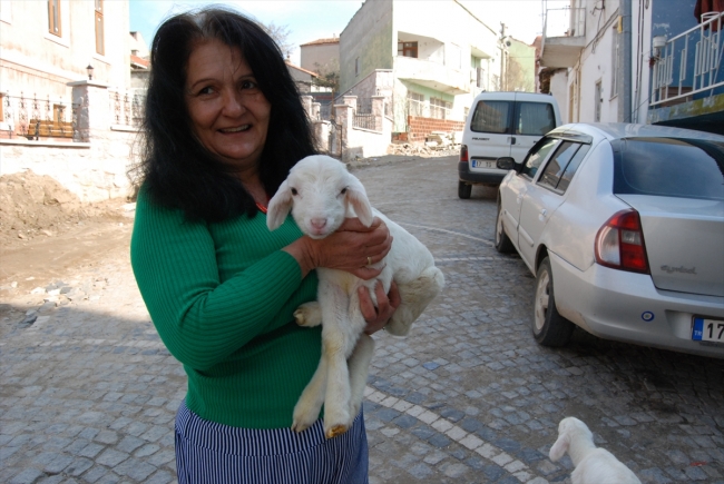 Annesiz kalan iki kuzuyu evinde besliyor