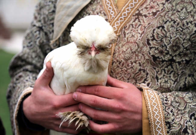 Osmanlı'nın sultan tavukları müzede besleniyor