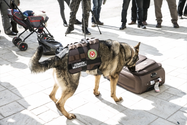 Cilvegözü Sınır Kapısı'nın "dedektör köpekleri"