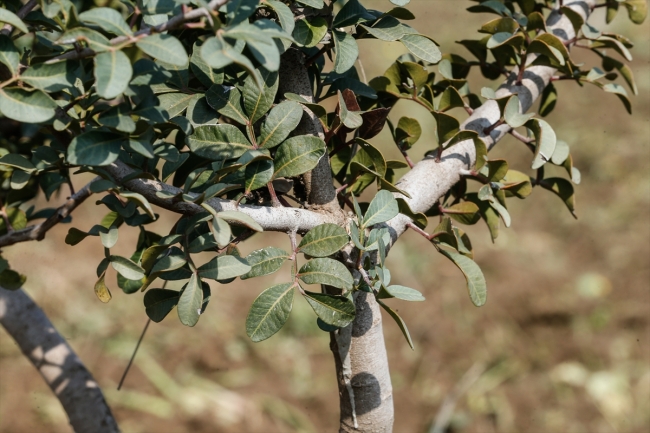 Çeşme Yarımadası'nda sakız ağaçları yeniden canlandırılıyor