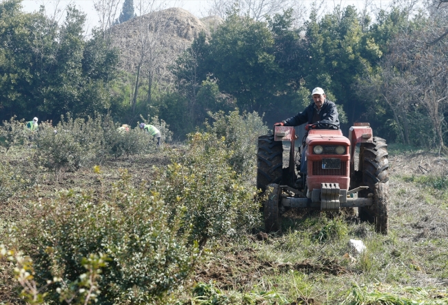 Çeşme Yarımadası'nda sakız ağaçları yeniden canlandırılıyor