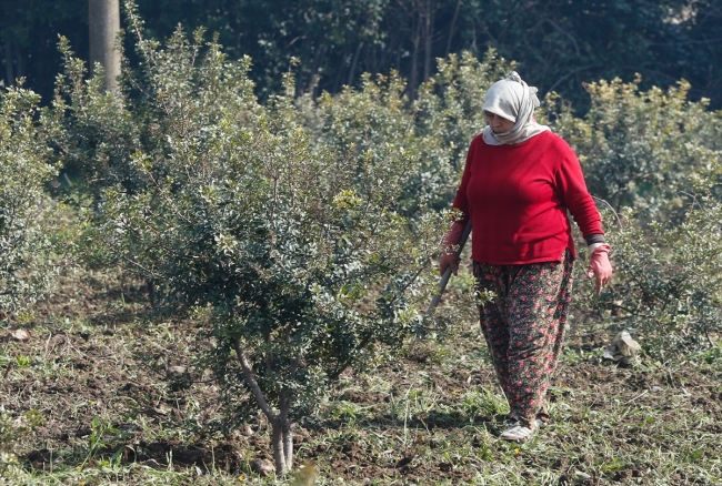 Çeşme Yarımadası'nda sakız ağaçları yeniden canlandırılıyor
