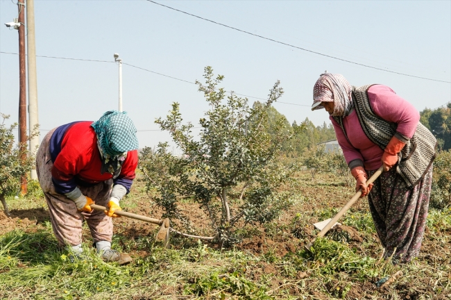Çeşme Yarımadası'nda sakız ağaçları yeniden canlandırılıyor