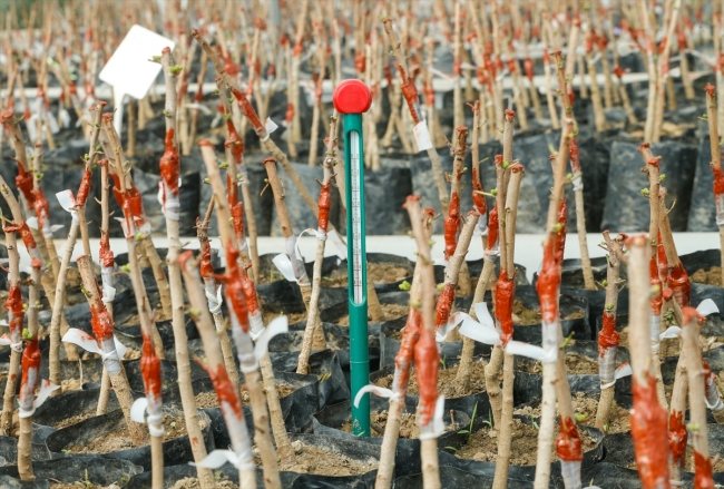 Çeşme Yarımadası'nda sakız ağaçları yeniden canlandırılıyor