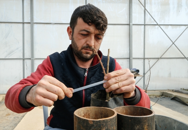 Çeşme Yarımadası'nda sakız ağaçları yeniden canlandırılıyor
