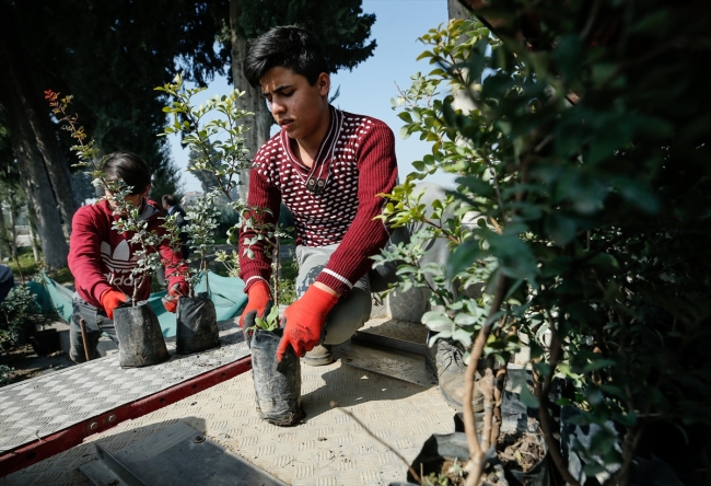 Çeşme Yarımadası'nda sakız ağaçları yeniden canlandırılıyor