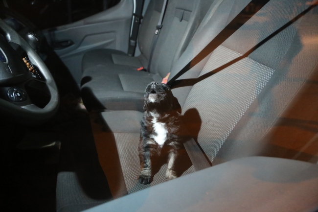 Kamyonette bırakılan yavru köpek kurtarıldı