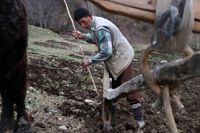Mehmet dede tarlasını 40 yıldır kara sabanla sürüyor