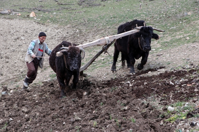 Mehmet dede tarlasını 40 yıldır kara sabanla sürüyor