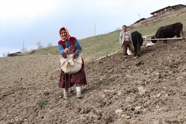 Mehmet dede tarlasını 40 yıldır kara sabanla sürüyor