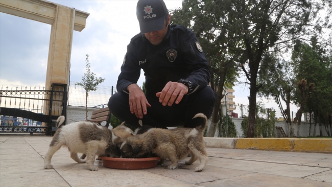 Köpek yavrularına polis şefkati