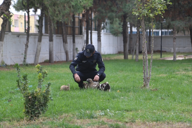 Köpek yavrularına polis şefkati