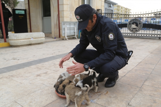 Köpek yavrularına polis şefkati