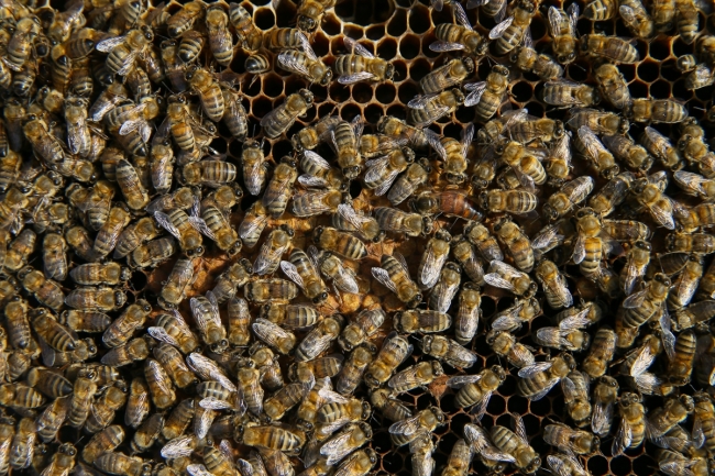 Bal arısı "efe" tescillendi