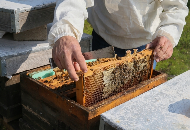 Bal arısı "efe" tescillendi