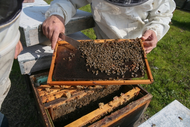 Bal arısı "efe" tescillendi