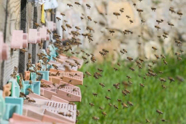 Bal arısı "efe" tescillendi