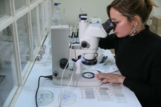 Bal arısı "efe" tescillendi