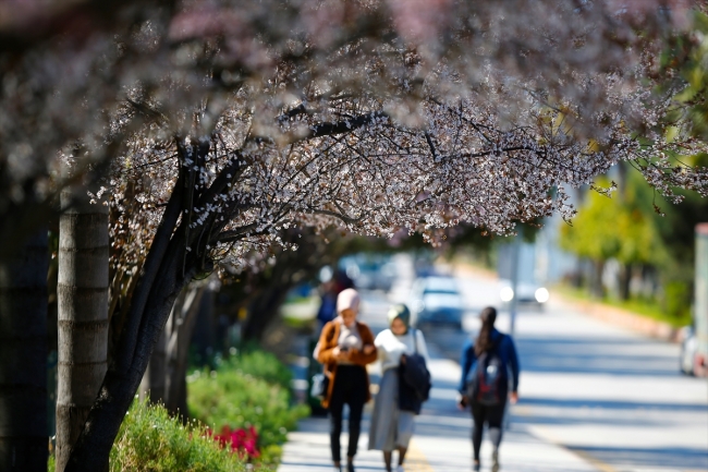 Antalya'yı baharın güzelliği sardı