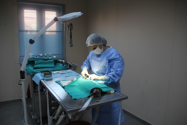 İBB'den sahipsiz hayvanlara tedavi hizmeti