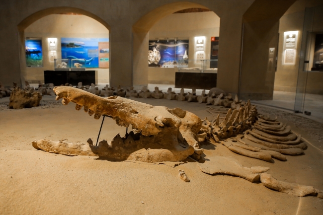 Mısır çöllerindeki 40 milyon yıllık balina fosilleri