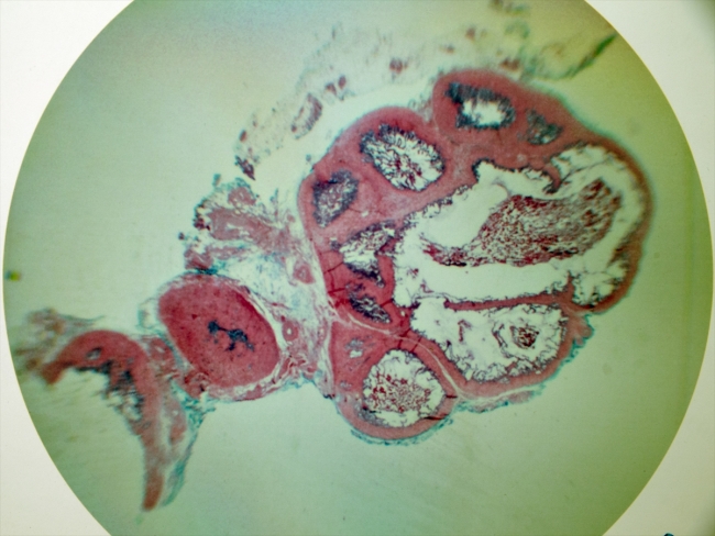 Mikroskopla inceledikleri dokuları fotoğrafladılar