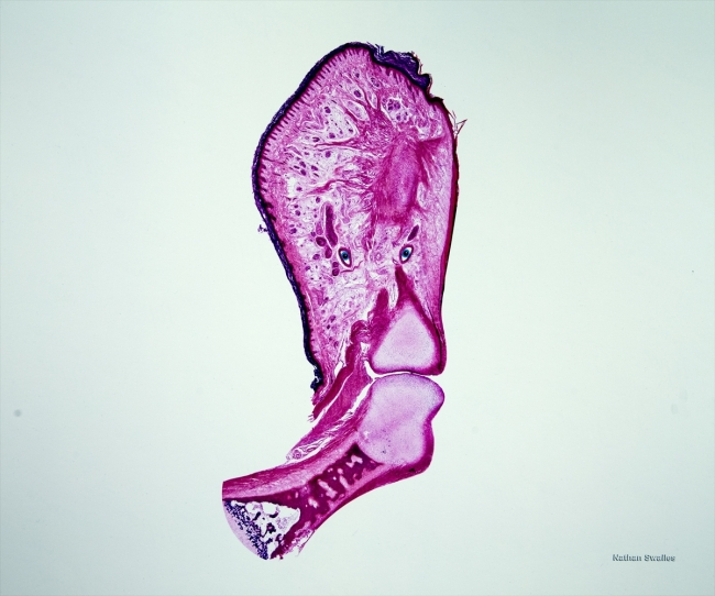 Mikroskopla inceledikleri dokuları fotoğrafladılar