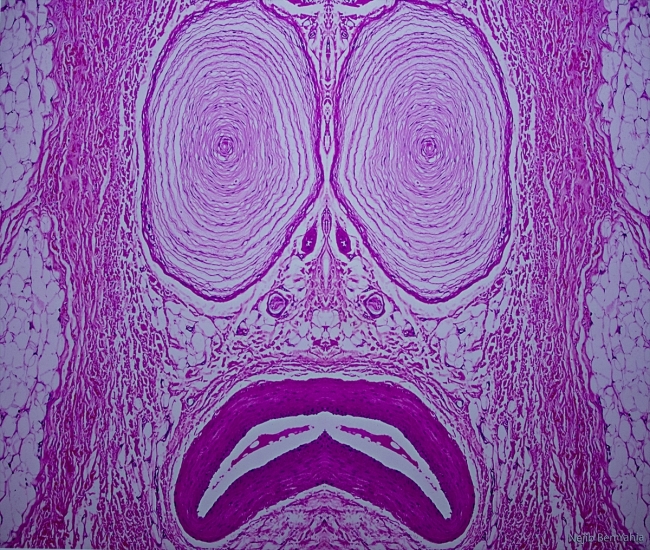 Mikroskopla inceledikleri dokuları fotoğrafladılar