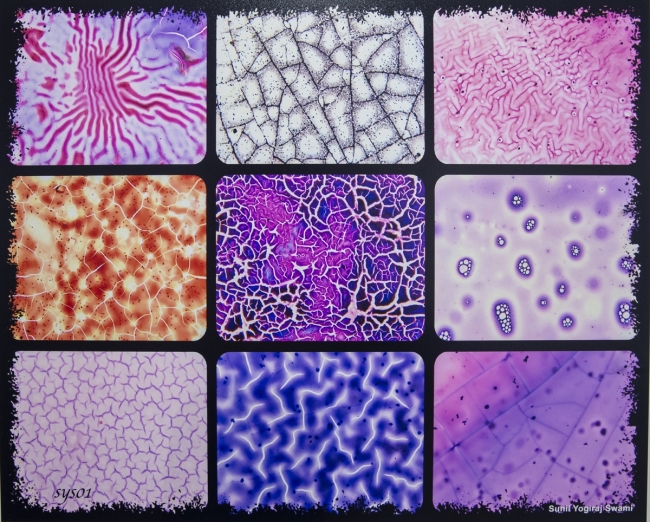 Mikroskopla inceledikleri dokuları fotoğrafladılar