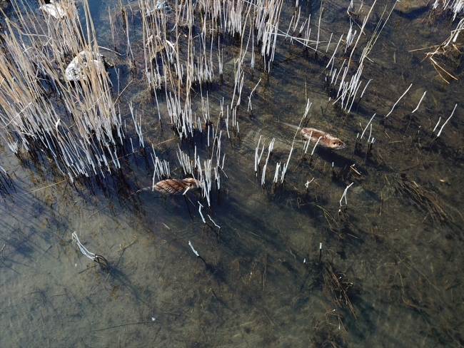 "Esrarengiz fareler" Ağrı Dağı'nı sevdi