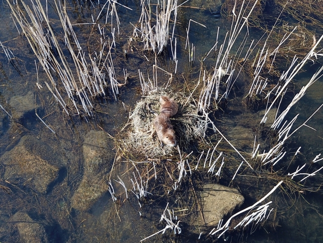 "Esrarengiz fareler" Ağrı Dağı'nı sevdi