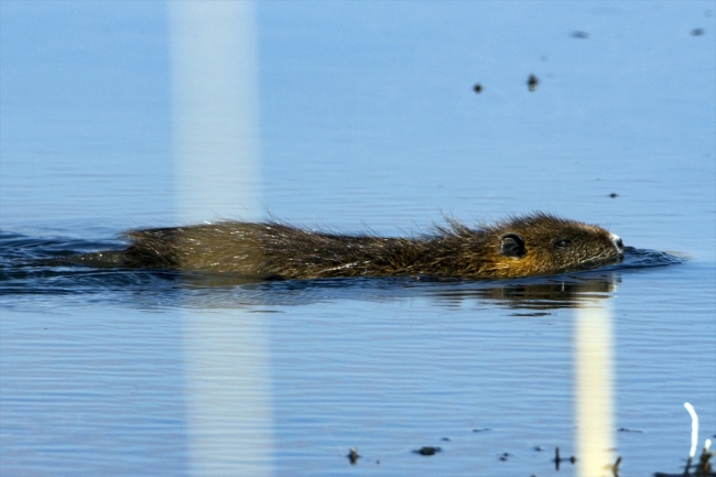 "Esrarengiz fareler" Ağrı Dağı'nı sevdi