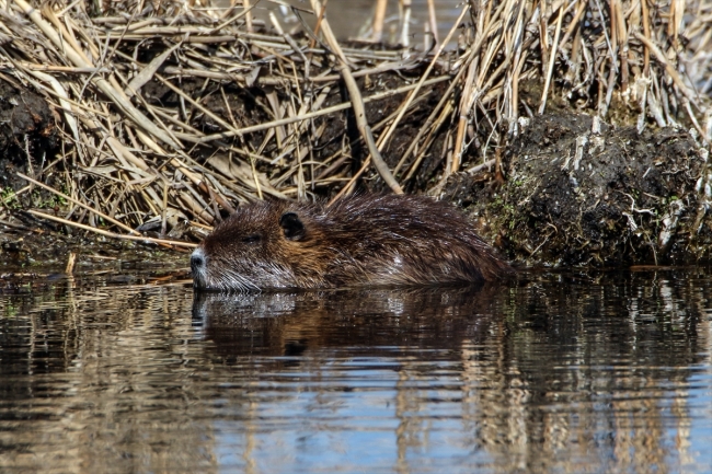 "Esrarengiz fareler" Ağrı Dağı'nı sevdi