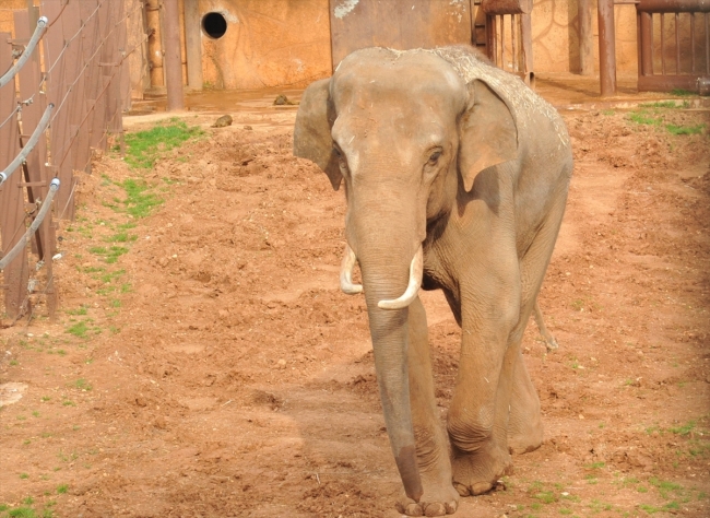 Hayvanat bahçesinin bekarlarına eş aranıyor