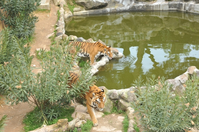 Hayvanat bahçesinin bekarlarına eş aranıyor