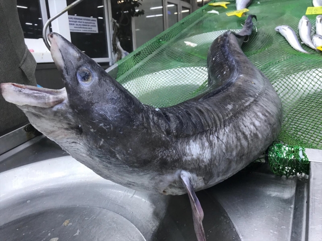 Marmara Denizi'nden 41 kilogramlık yılan balığı çıktı