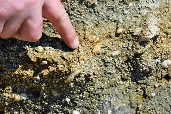 Muş'ta 11 milyon yıllık fosiller bulundu