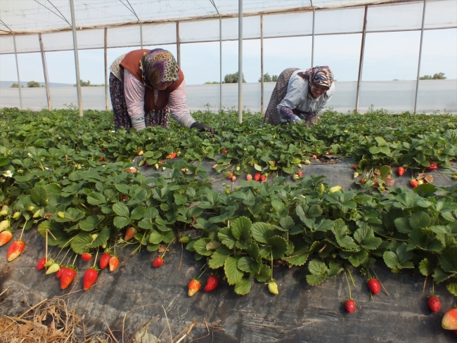 Mersin'den çilek ihracatı başladı