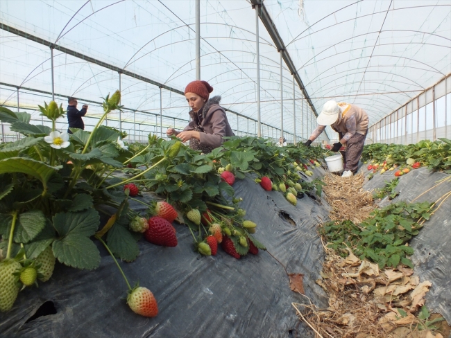 Mersin'den çilek ihracatı başladı