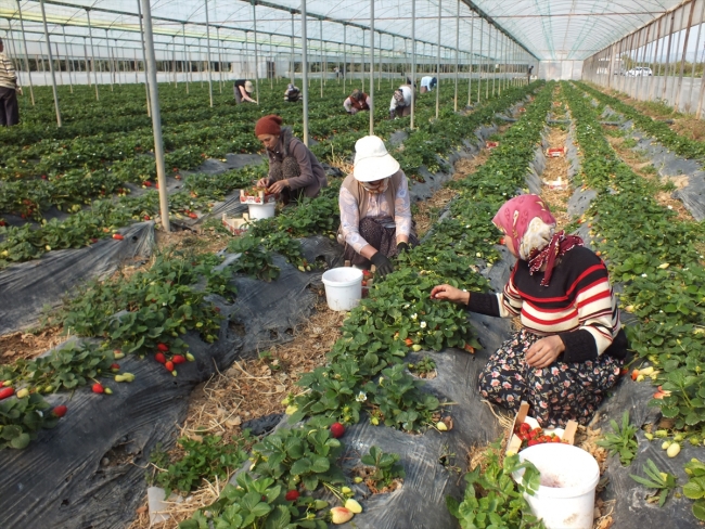 Mersin'den çilek ihracatı başladı