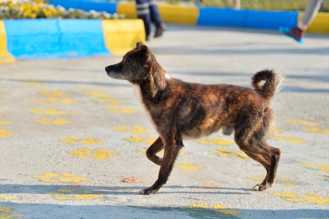 Katarakt nedeniyle göremeyen sokak köpeği ameliyat edildi