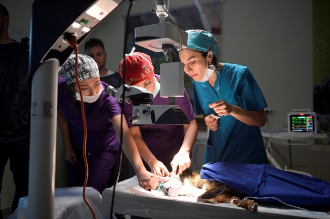 Katarakt nedeniyle göremeyen sokak köpeği ameliyat edildi