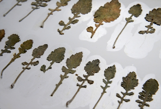 İzmir'de yeni bitki türü bulundu