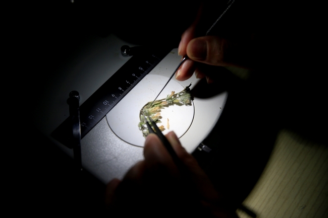 İzmir'de yeni bitki türü bulundu