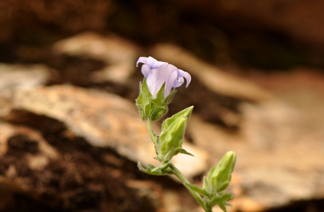 İzmir'de yeni bitki türü bulundu