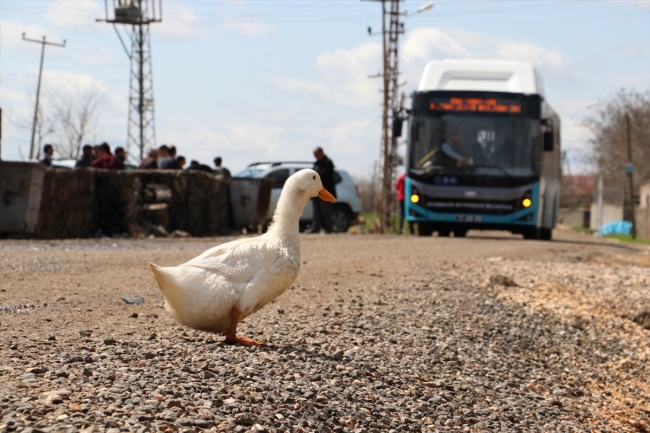 Diyarbakır'da kırsal mahalleler toplu taşıma hizmetine kavuştu