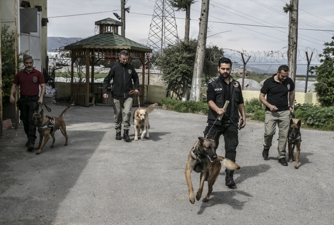 Uyuşturucu tacirlerinin korkulu rüyası: Hassas burunlar