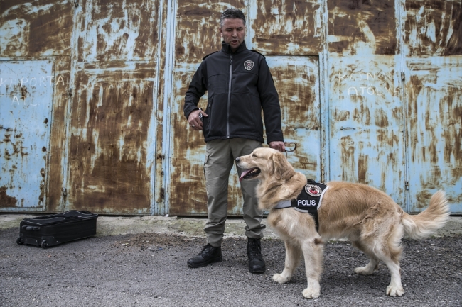 Uyuşturucu tacirlerinin korkulu rüyası: Hassas burunlar