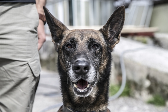 Uyuşturucu tacirlerinin korkulu rüyası: Hassas burunlar