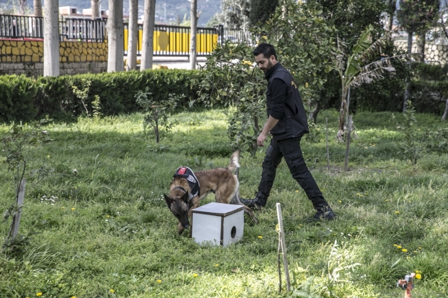 Uyuşturucu tacirlerinin korkulu rüyası: Hassas burunlar